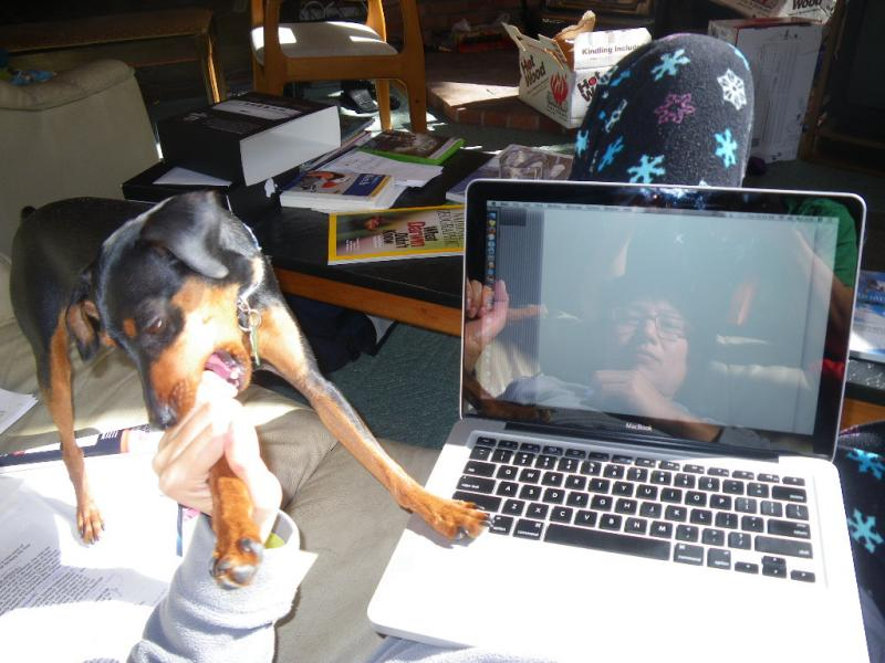 Illustration for article titled Why Do Pets Always Walk On asdfadvcasdfasdf Computer Keyboards?